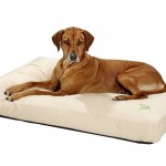 coussin chien