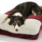 coussin chien