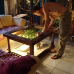 table basse terrarium