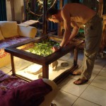 table basse terrarium