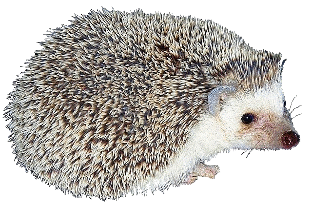 paillasson hérisson