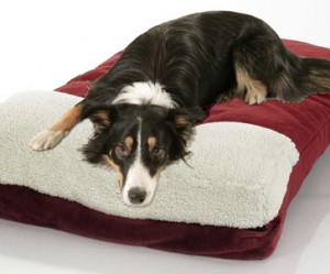 coussin chien